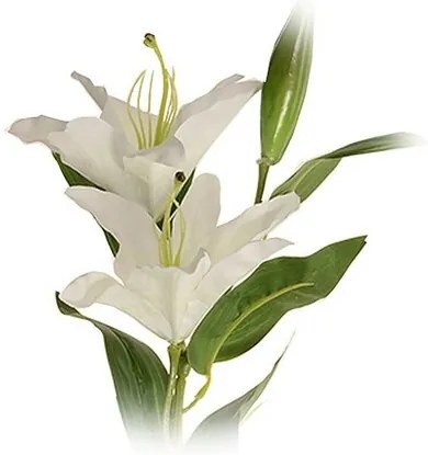 Művirág, nagyvirágú liliom, fehér, két virág ésegy bimbó, magasság 84 cm
