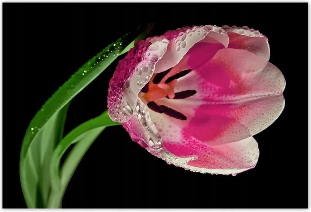 Poszterek 200x135 Rózsaszín tulipán