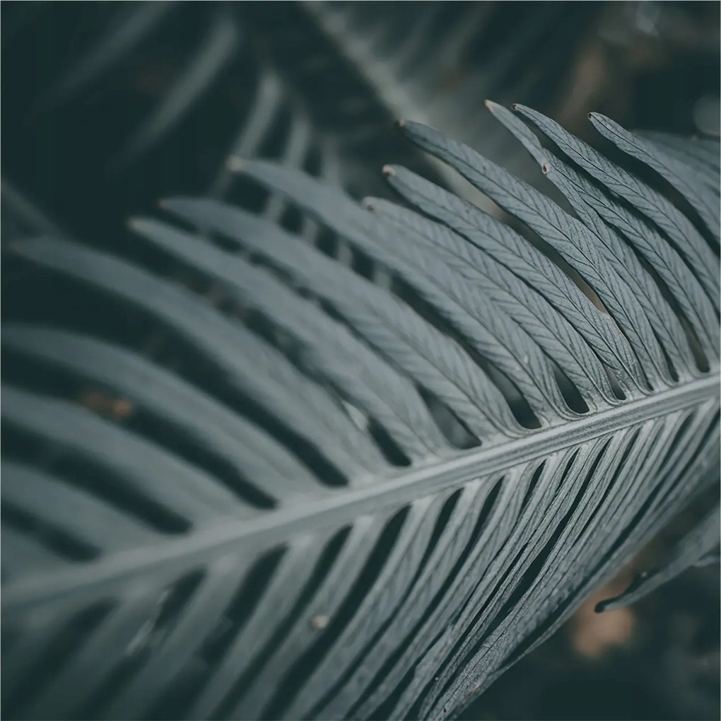 Fotótapéta Flizelina Nappaliba és Hálószobába Zöld levél 250x250 Ragasztó