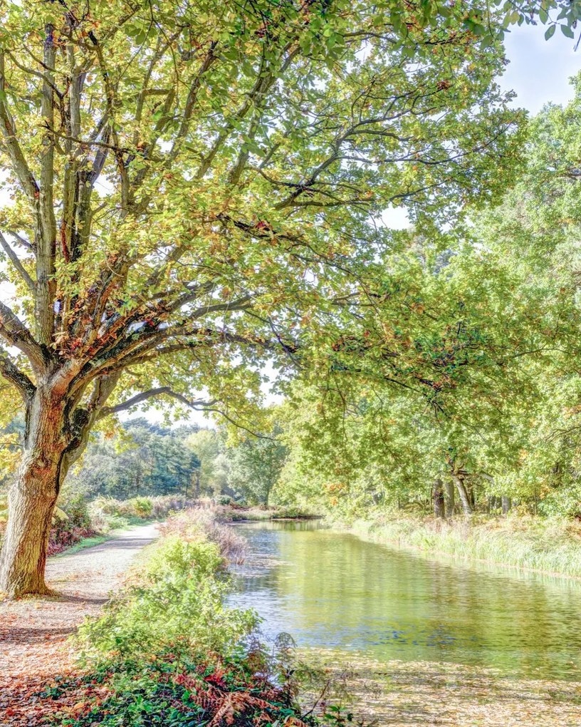 Poszter 40x50cm Ösvény a csatorna felett az erdőben, Assaf Frank