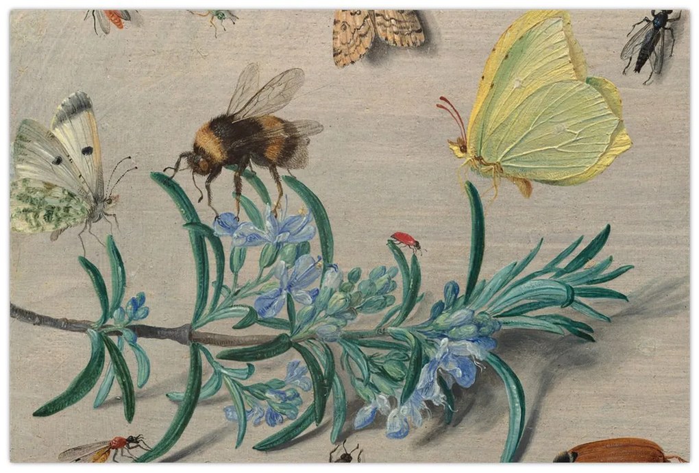 Kép - Jan van Kessel the Elder, Insects and a Sprig of Rosemary, reprodukciók (90x60 cm)