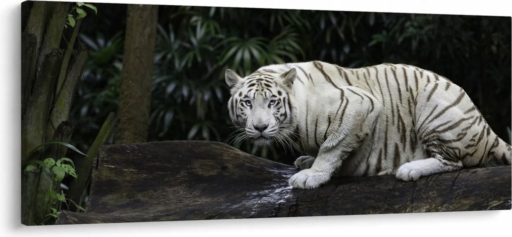 Kép - albínó tigris (120x50 cm)