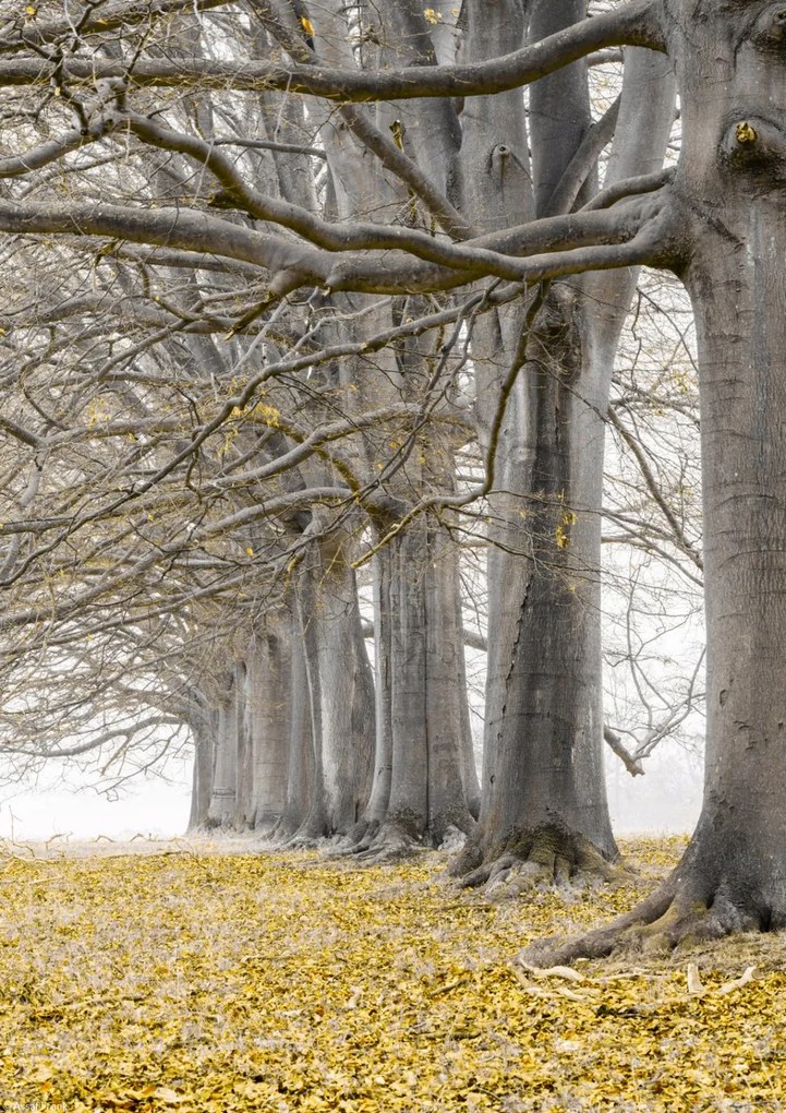 Poszter 21x29,7cm Fák egy sorban sárga levelek, Assaf Frank