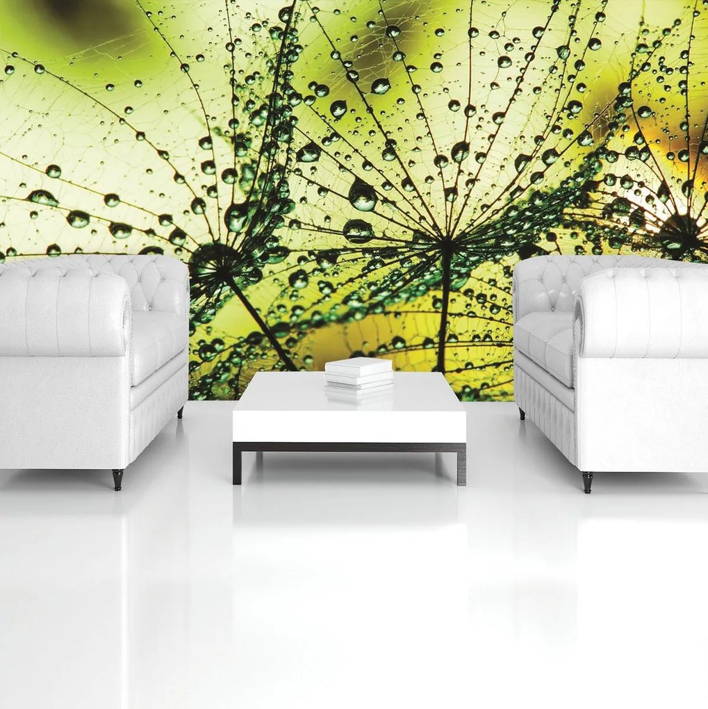 Fotótapéta - Pitypang - absztrakt - zöld (152,5x104 cm)