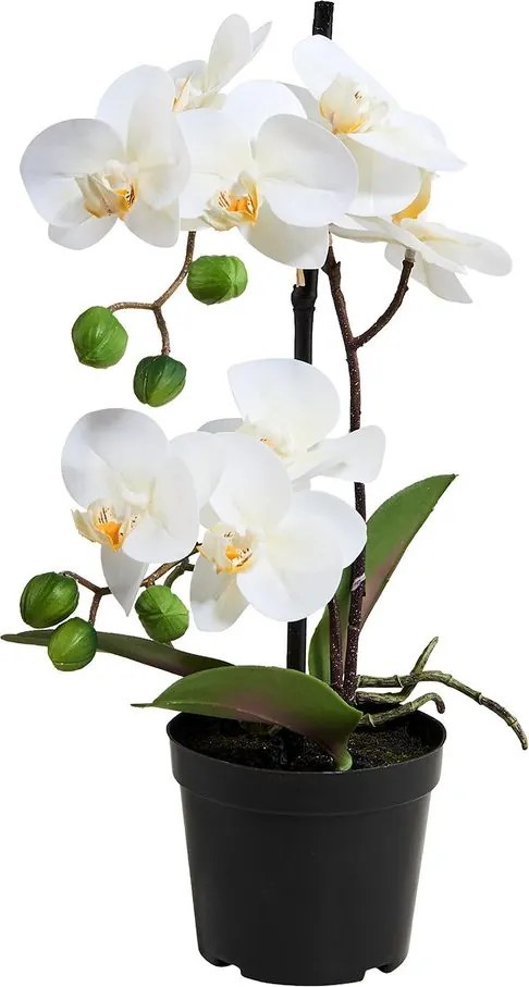 FLORISTA cserepes orchidea, 35 cm