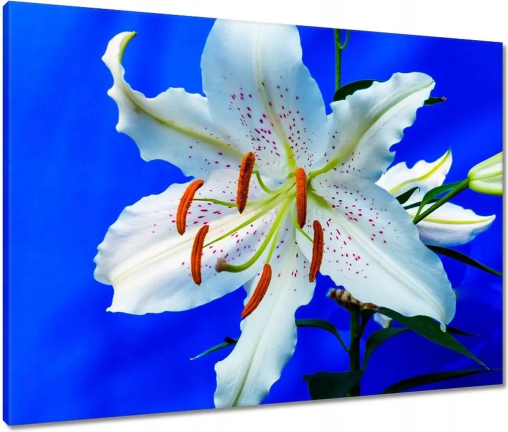 Vászonkép 80x60 Liliom Fehér virág Virág