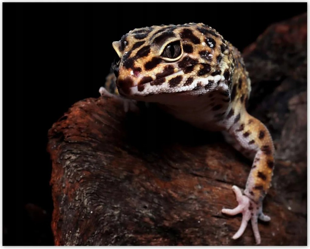 Poszterek 50x40 Gekkó leopárd gyík