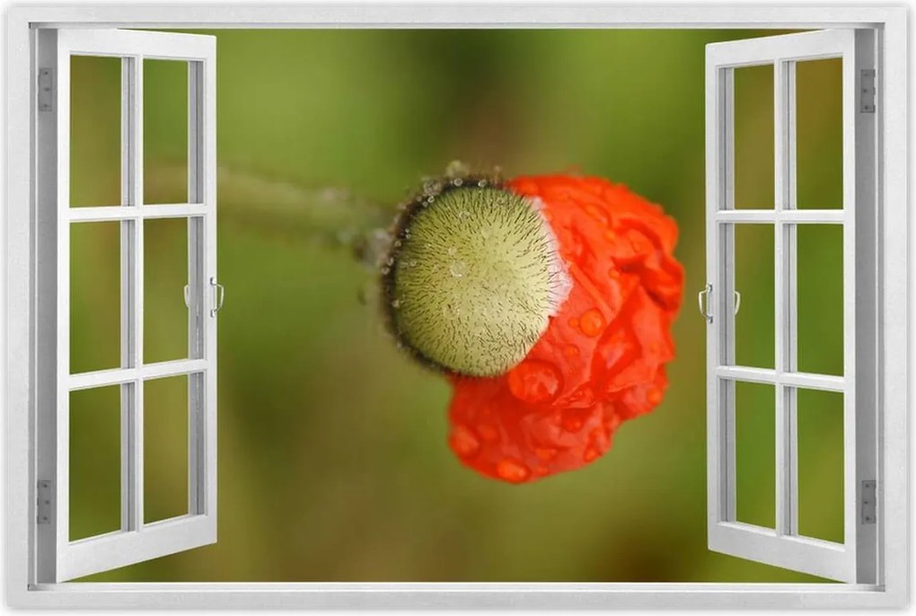 Poszterek 90x60 Pipacs Virágok