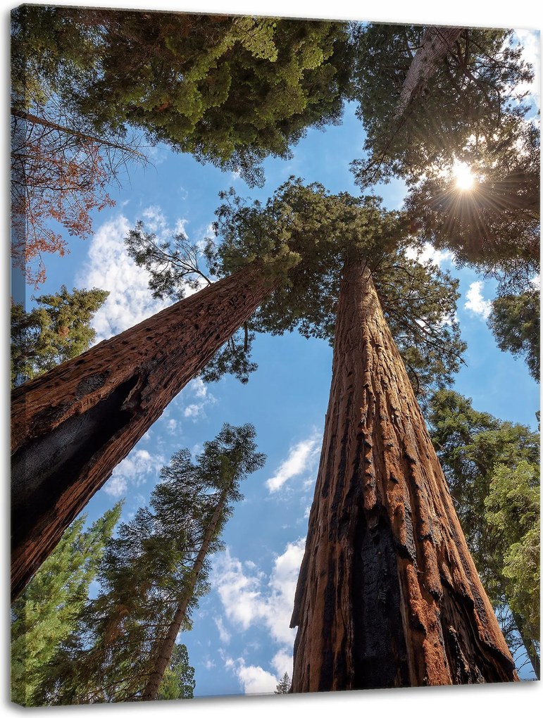 Vászonkép Magas fák Ég Természet Nap 30x40 cm