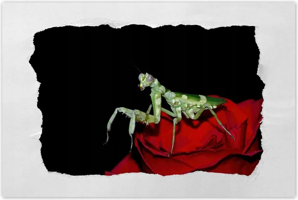 Poszter 60x40 Sáska piros virág