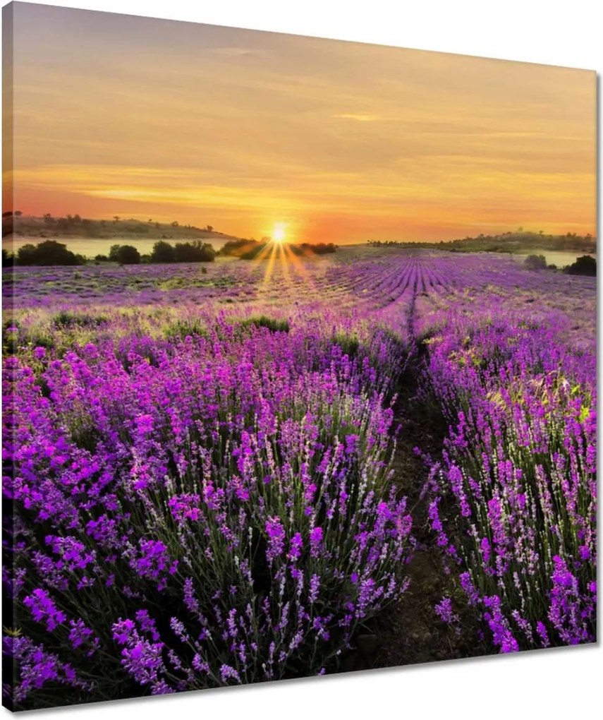 Vászonkép 50x50 Levendula naplemente