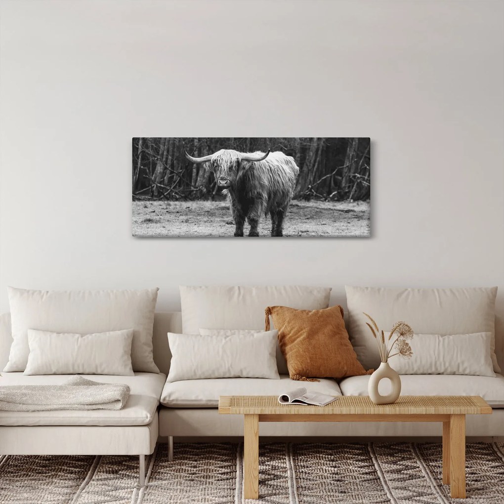 Kép - Skót tehén 3, fekete-fehér (120x50 cm)