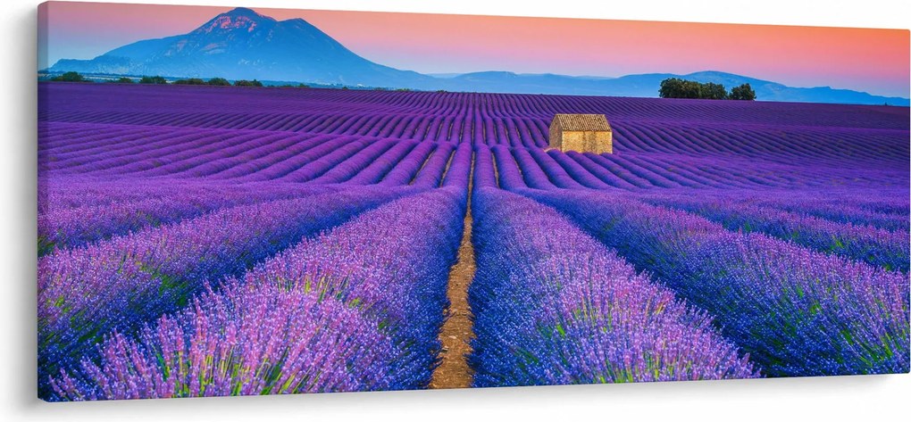 Kép - Levendula mező (120x50 cm)