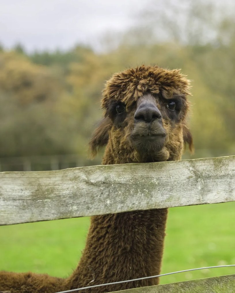 Poszter 40x50cm Közelkép az Alpokról, Assaf Frank