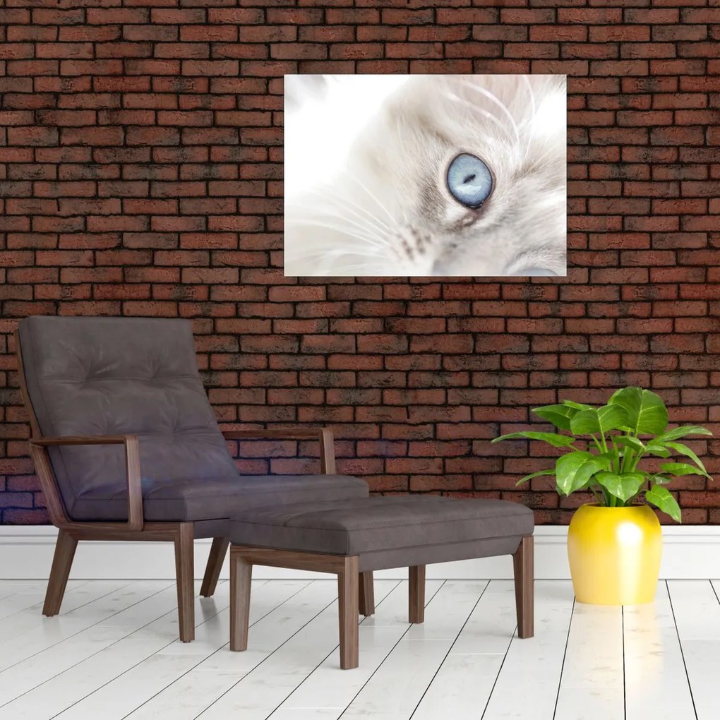 Kép - Kék szemű macska (70x50 cm)