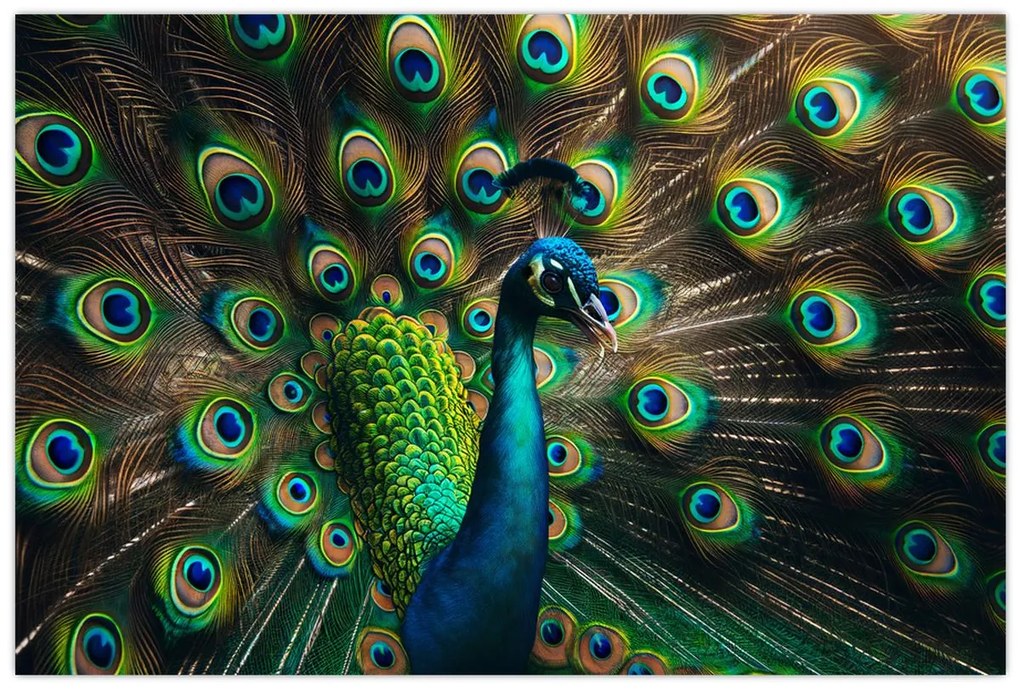 Kép – Pávatoll (90x60 cm)