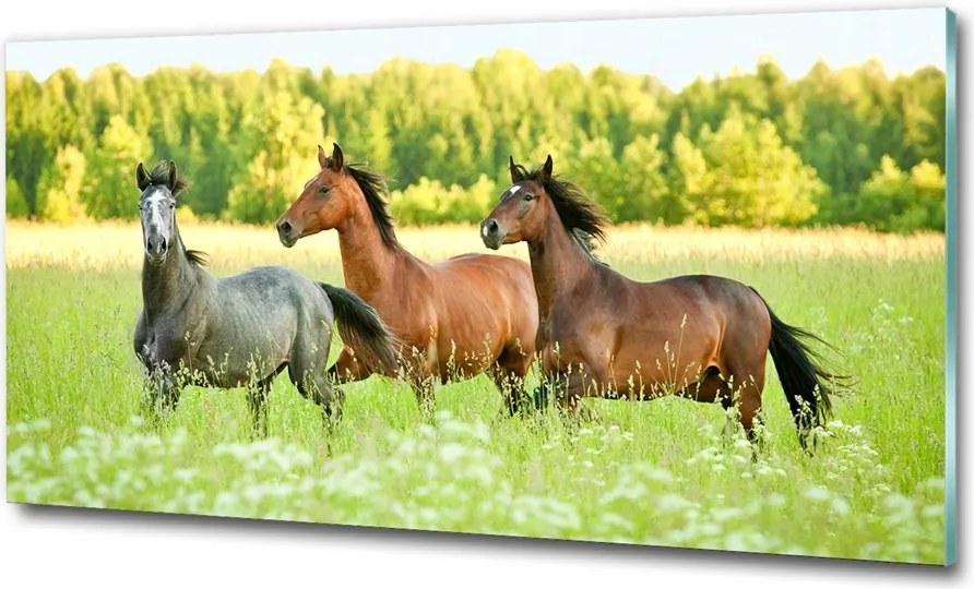 Fotótapéta üvegfalra Lovak a galoppban 125x50