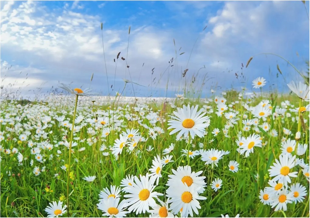 Flizelin tapéta Flizelin Fali Prémium Nyári rét 312x219 Ragasztó