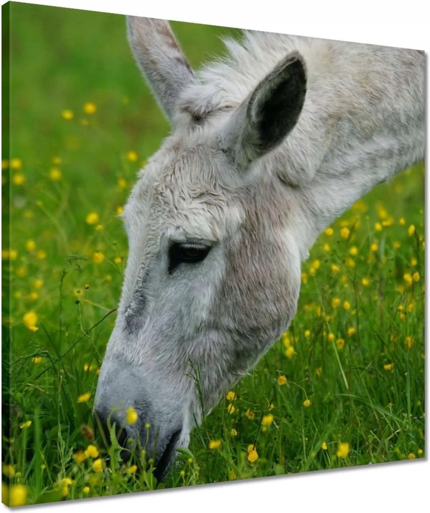 Vászonkép 50x50 Dardanellák szamara