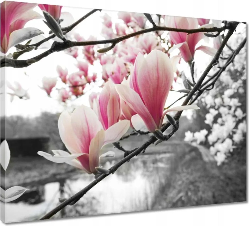 Vászonkép 50x40 Magnólia Virágok
