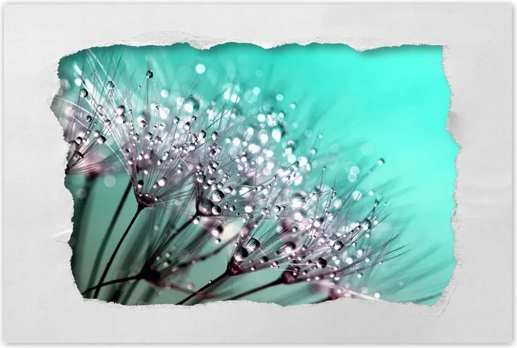 Poszterek 90x60 Harmatcseppek Pitypang