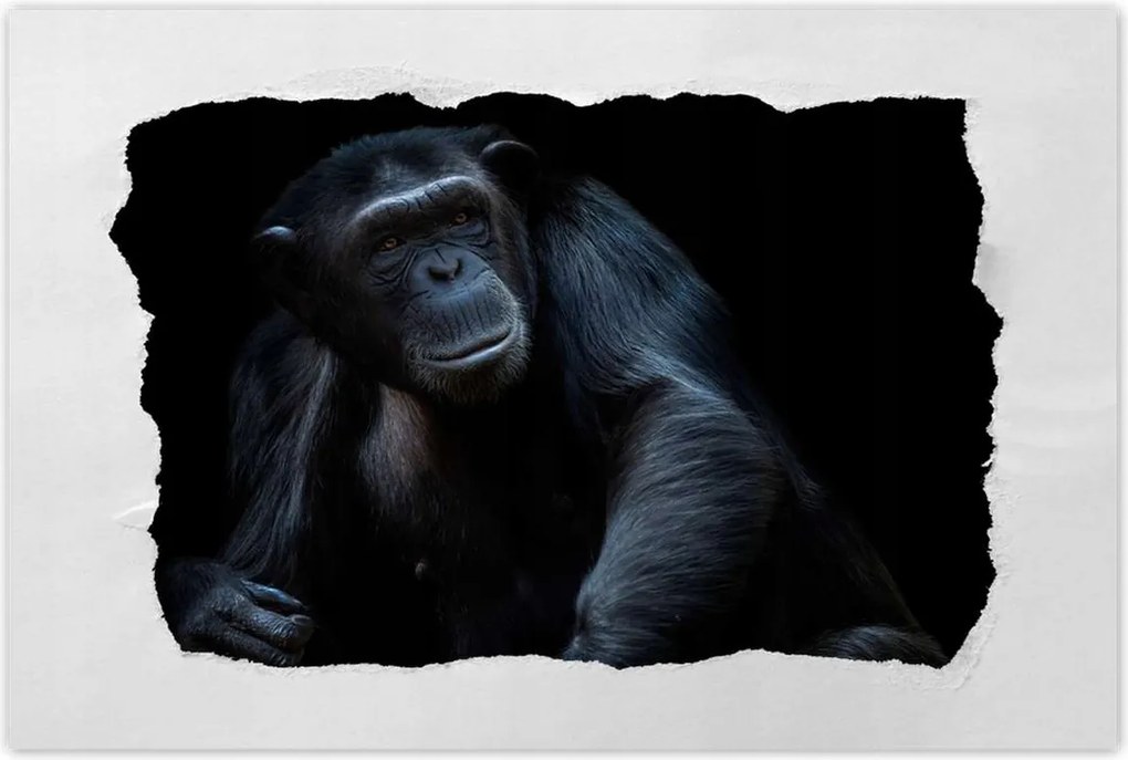 Poszterek 120x80 Egy erős csimpánz portréja