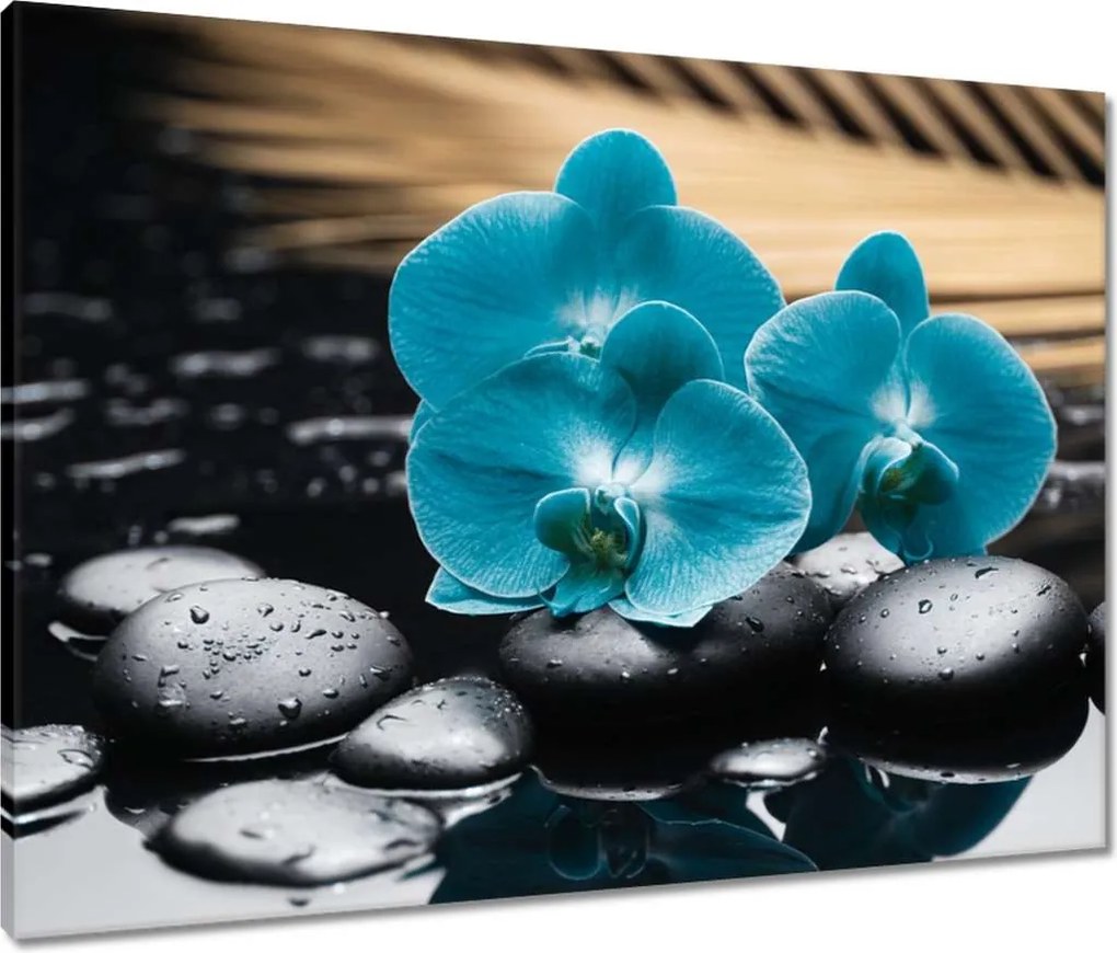 Vászonkép 80x60 Türkiz orchidea Virág