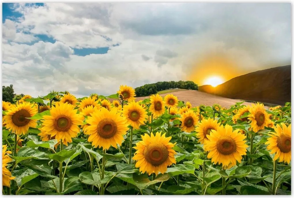 Poszterek 120x80 Tájkép Napraforgók