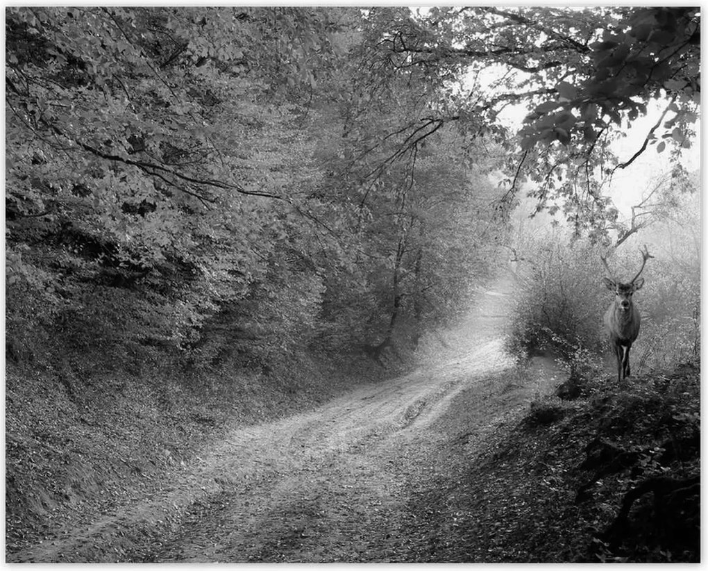 Poszterek 50x40 Szarvas az erdőben