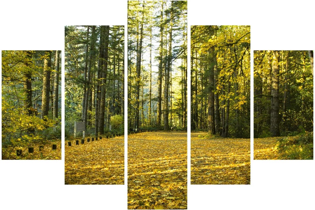 Kép - erdő ősszel (150x105 cm)