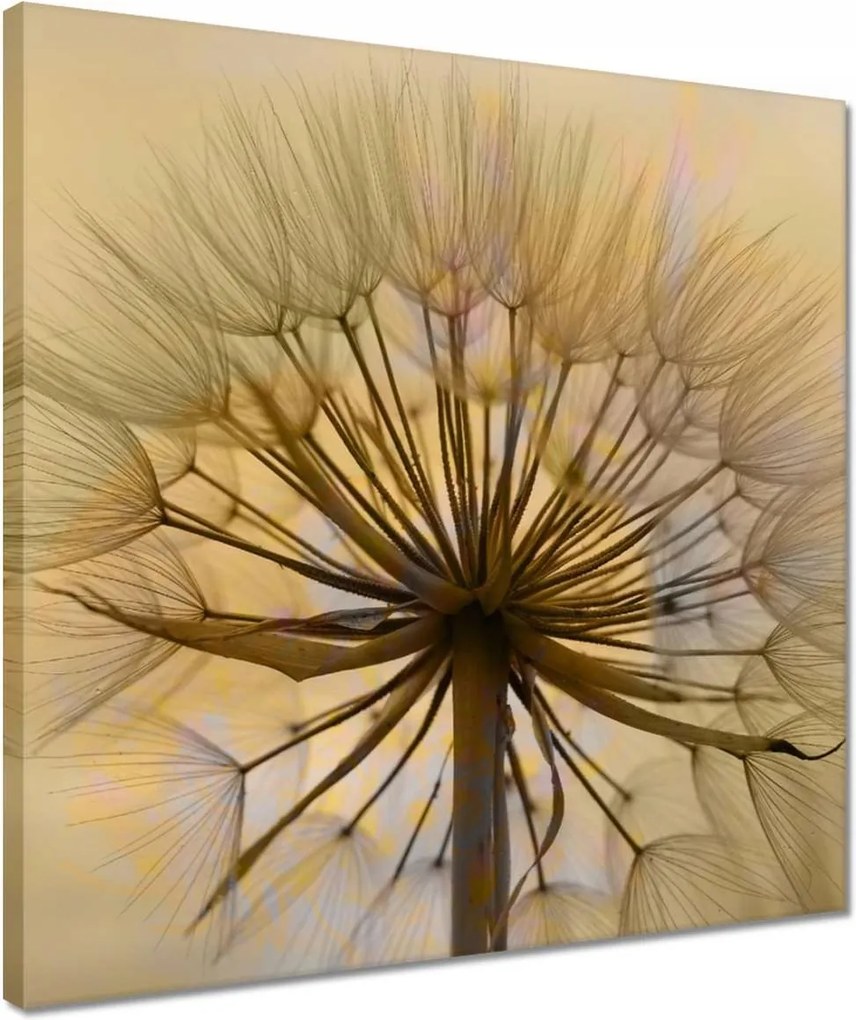 Vászonkép 40x40 Pitypang Virág Virágok