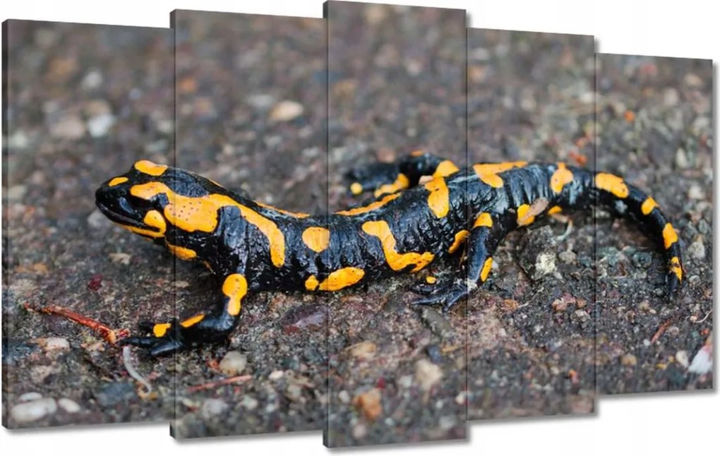 Vászonkép 100x60 Foltos szalamandra