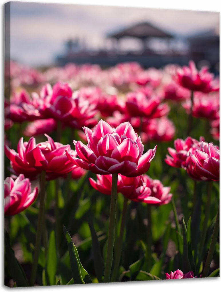 Botanika Vászonkép Tulipánmező 30x40 cm