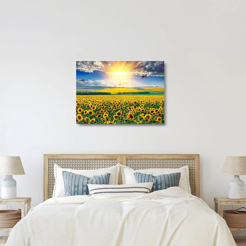 Kép - Napraforgó mező (üvegen) (70x50 cm)