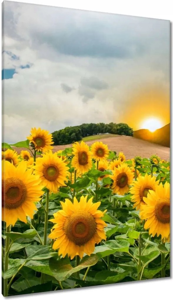 Vászonkép 80x120 Tájkép Napraforgók
