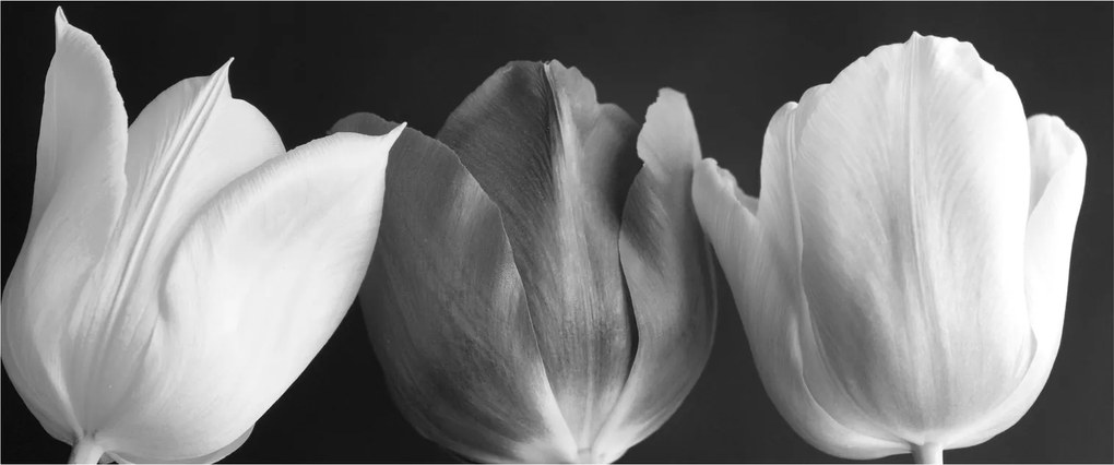 Kép - fekete-fehér tulipán virág (120x50 cm)