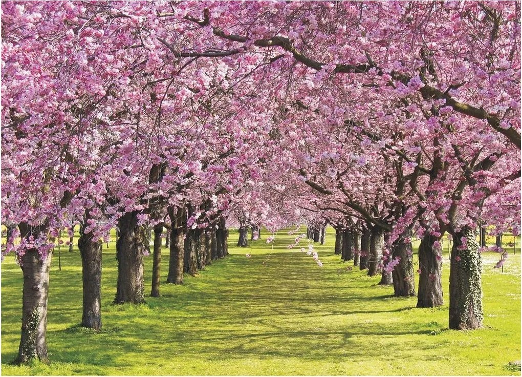 Flizelin fotótapéta Virágzó Sakura sugárút Tavaszi kert 254x184 +ragasztó