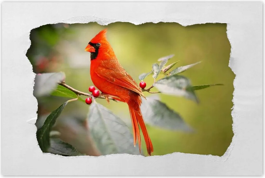 Poszterek 90x60 Madarak