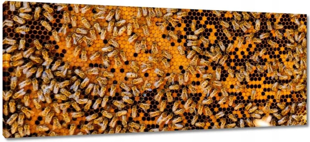 Vászonkép 100x40 Édes méz szelet