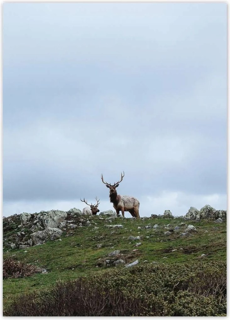 Poszterek 50x70 Szarvas felszarvazott