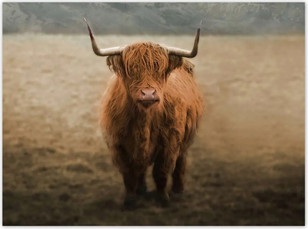 Poszterek 135x100 Mint Szarvasmarha Szarvak