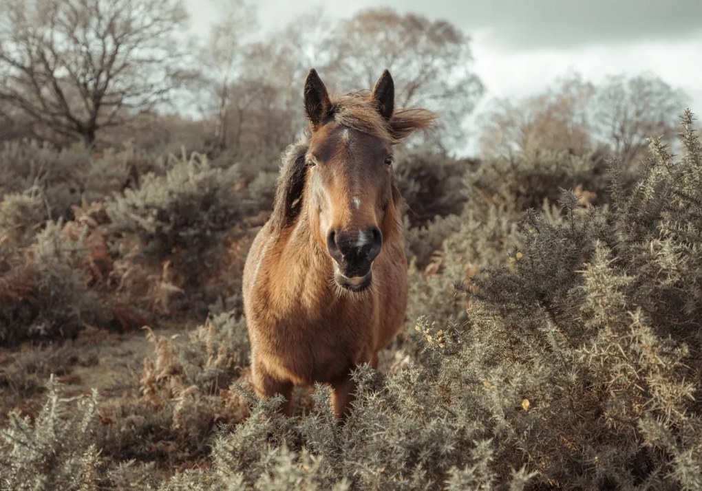 Poszter 100x70cm Ló a vadonban, Assaf Frank