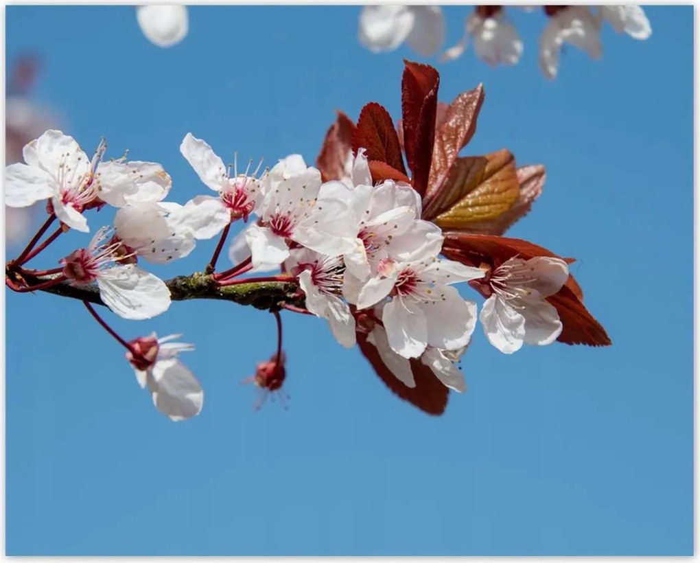 Poszterek 50x40 Tavaszi felvétel a kertből