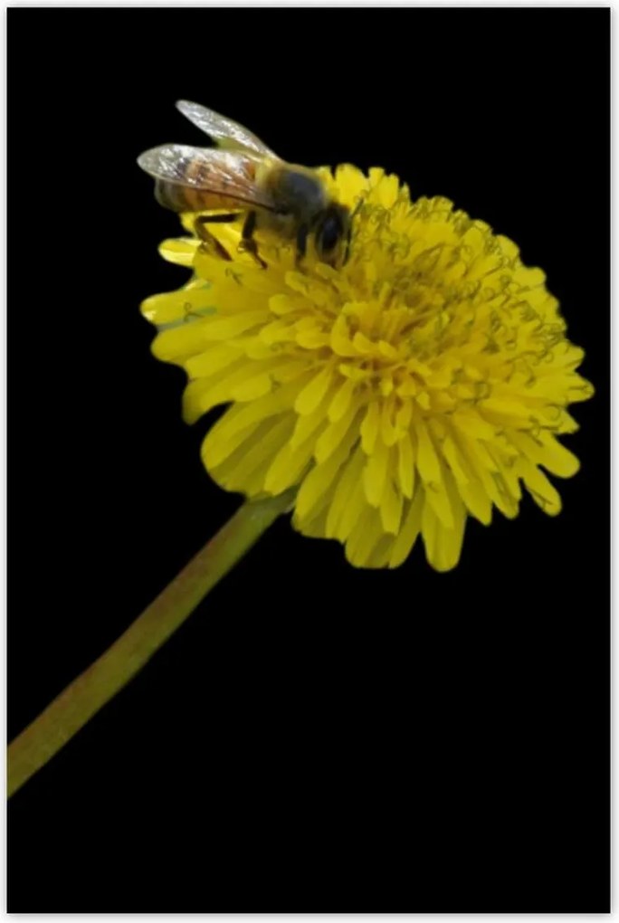 Poszterek 80x120 Méh a pitypangon