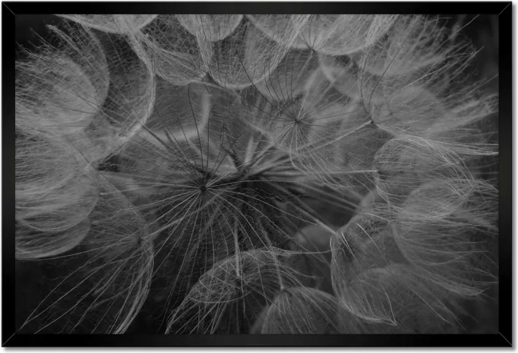 Poszterek keretben 60x40 Pitypang Virág Virágok