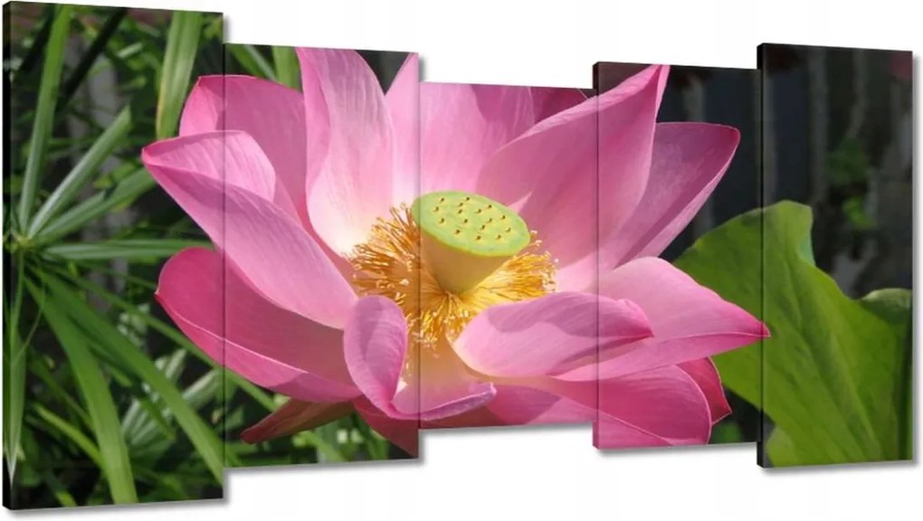 Vászonkép 150x80 Lótusz Lótuszvirág