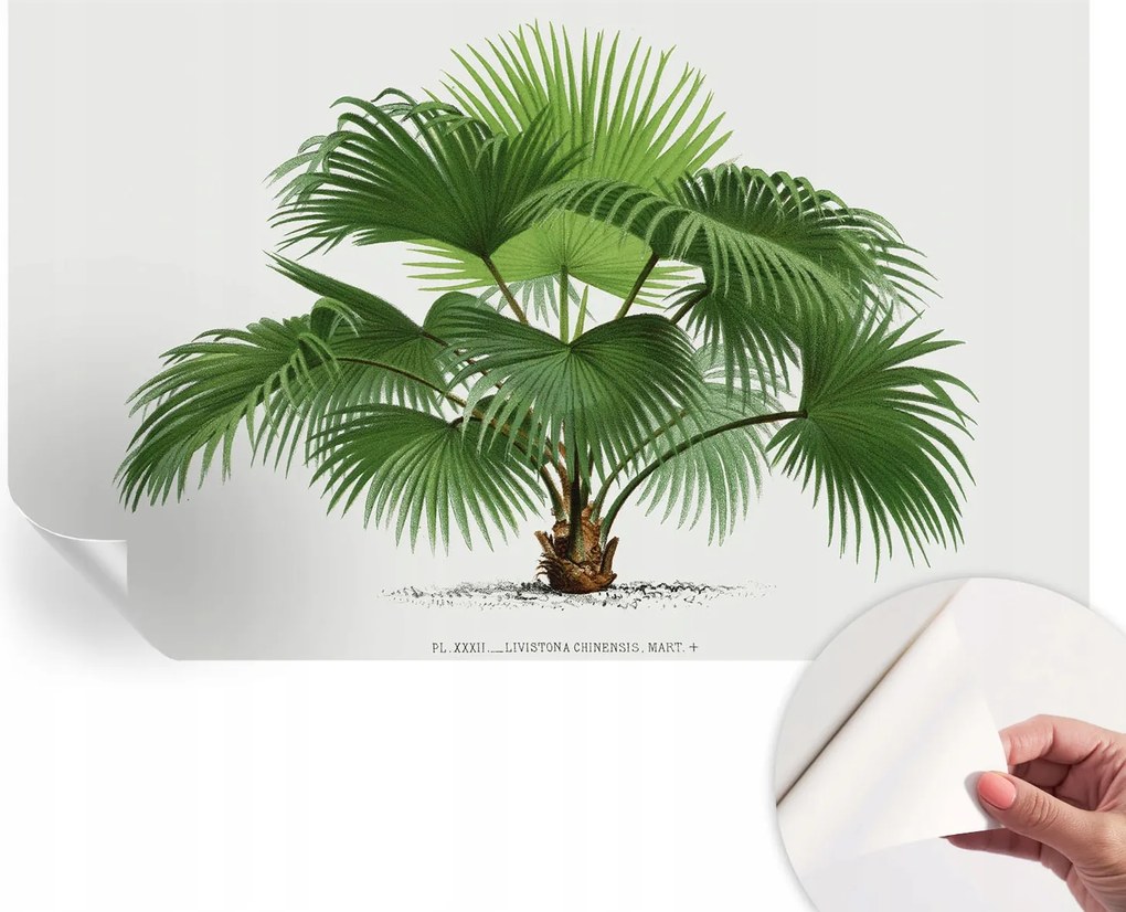 Dekoratív öntapadós fotótapéta Hálószobába Egzotikus pálmafa 416x254