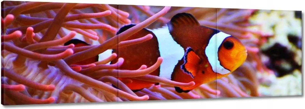 Vászonkép 120x40 Narancssárga hal Rafa