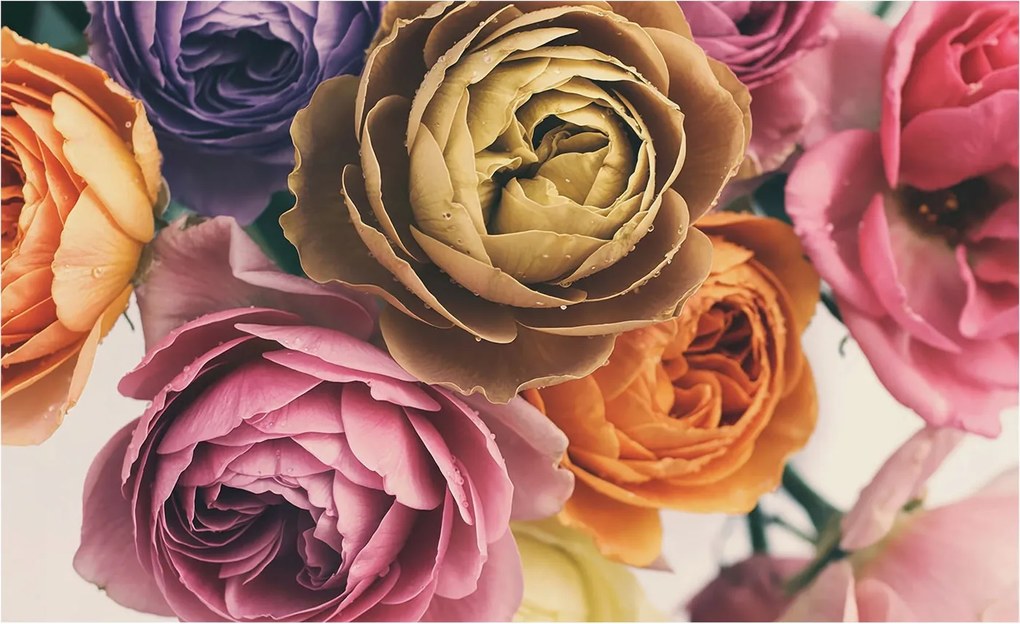 Dekoratív fotótapéta falra Könnyű összeszerelés Színes rózsák 416x254 Ragasztó