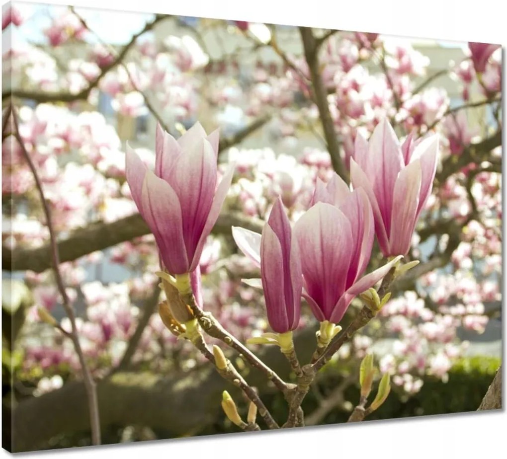 Vászonkép 50x40 Magnólia